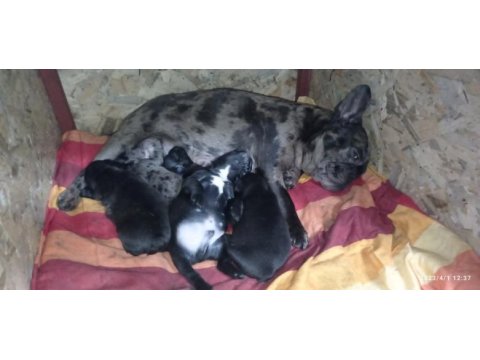 French bulldog kara kuzularım yeni yuvalarına uçmaya hazır