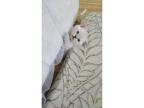 Scottish fold kedimiz