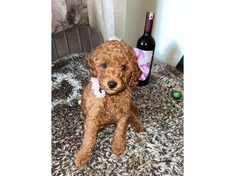 Toy poodle 15 aylık yavrular