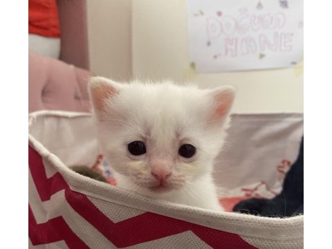 Safkan british shorthair dişi yavru yeni yuvasını arıyor