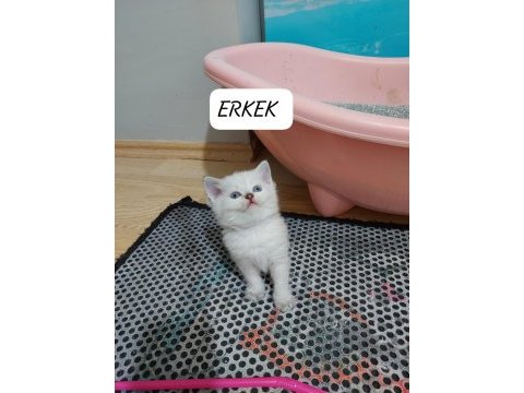 Mavi gözlü british shorthair paşam hazır