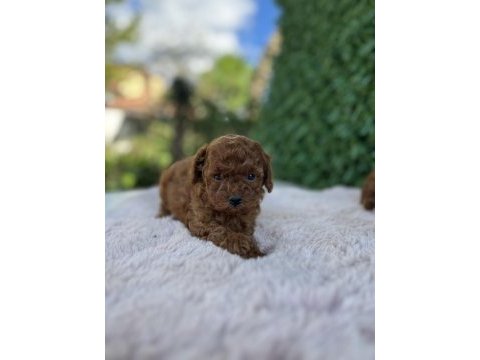 Birbirinden güzel üst kalite toy poodle bebekler