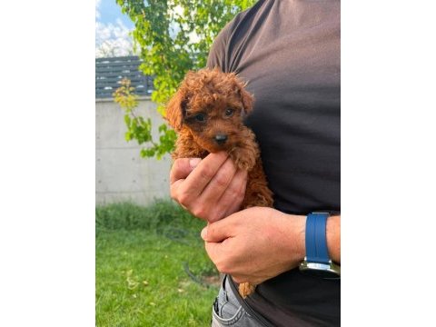 Kilo garantili kore kan red brown toy poodle yavrular