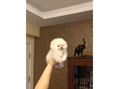 3 aylık dişi orijinal pomeranian boo