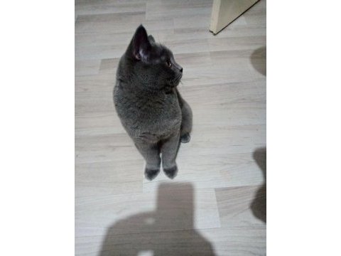 Saf ırk british shorthair 6 aylık