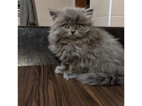 2 aylık british longhair