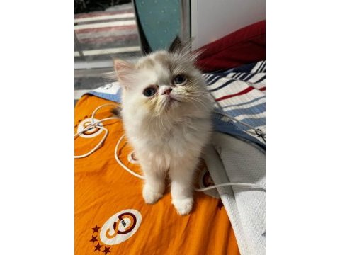 İran kedisi yavrularımız yeni yuvalarını arıyor