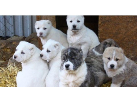 Alabay (alabai) yavrularımız evinizin neşesi olacaktır