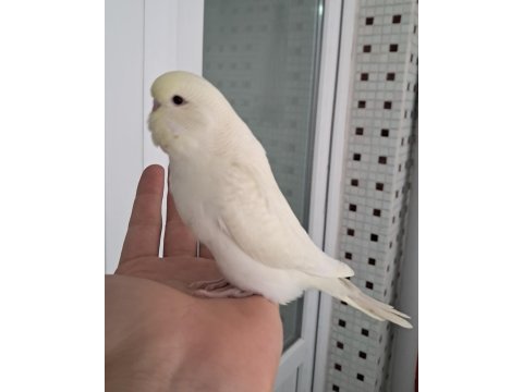 Mutasyon renk güzeli muhabbet kuşu yavrular