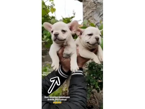 Dişi ve erkek her renkte mevcut french bulldog yavrularım
