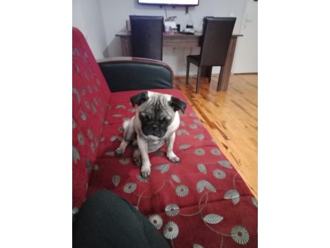 Inanın çok seveceksiniz pug