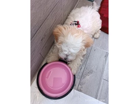 Yavru dişi maltese terrier