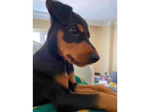 Aşıları yapılmış doberman