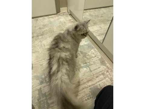 1 yaşında exotic british longhair oğlumuz