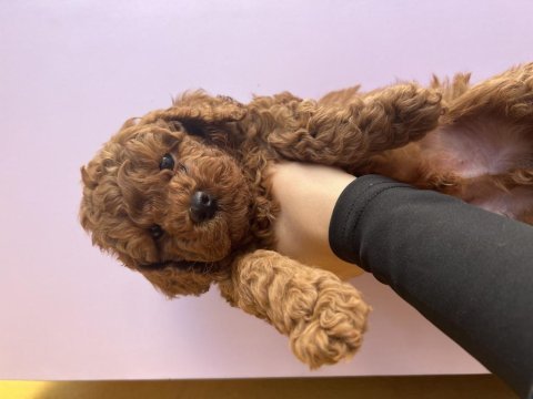 Erkek poodle bebeğimiz (ev doğumu)