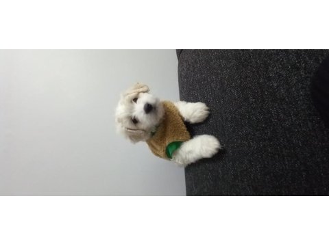 Maltese terrier iki aylık