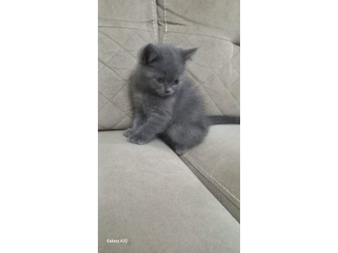 British shorthair kedimize yeni yuva aranıyor