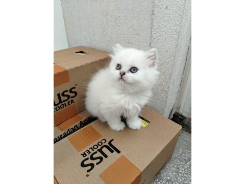 Mavi boncuk british longhair