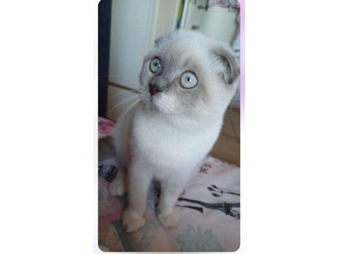 Scottish fold 10 aylık