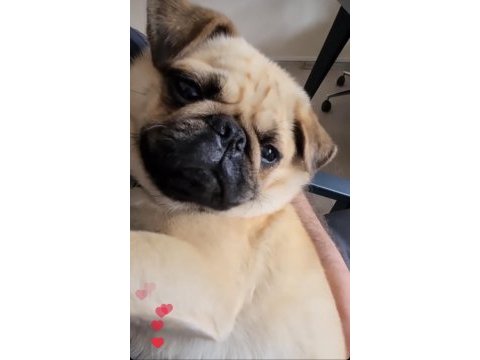 Pug köpeklerimiz sahiplendirilecektir