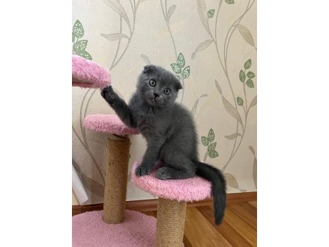 Scottish fold yavrular