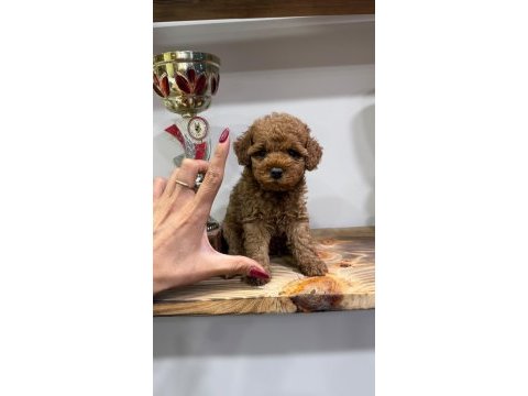 Orjinal toy poodle yavruları