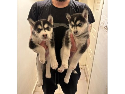 Mavi gözlü husky yavruları