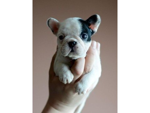 A kalite french bulldog yavrular [boş geçme]