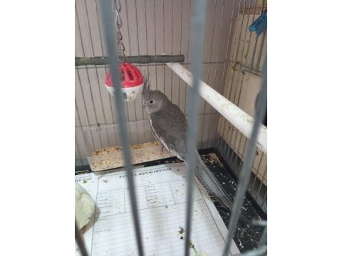 2.5 aylık dişi sultan papağanı