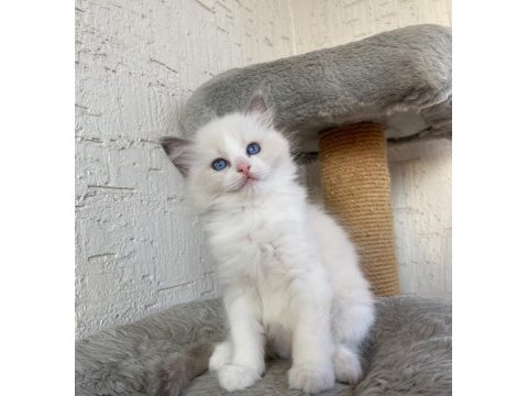 Safkan scrli anne-babadan ragdoll yavrular