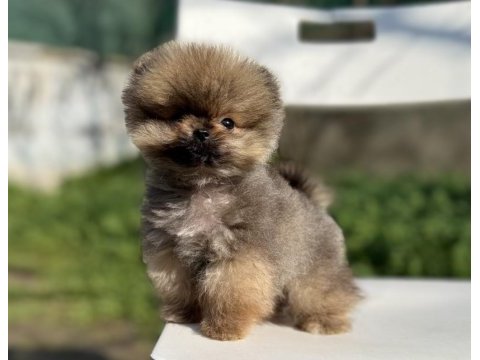 Mikro tea cup mükemmel yapıda pomeranian boo