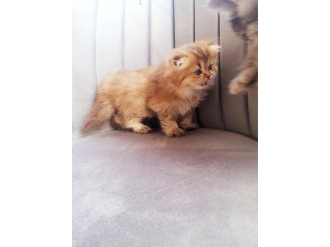 Golden bristih longhair