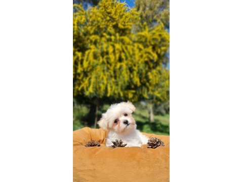 Sevimli teacup morkie yavrularımız