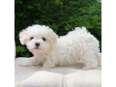 Nadir renk havanese bebekler
