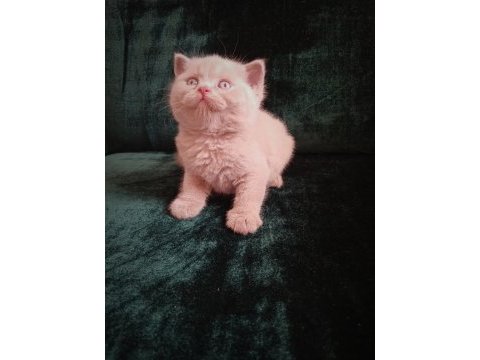 Safkan fawn british shorthair erkek