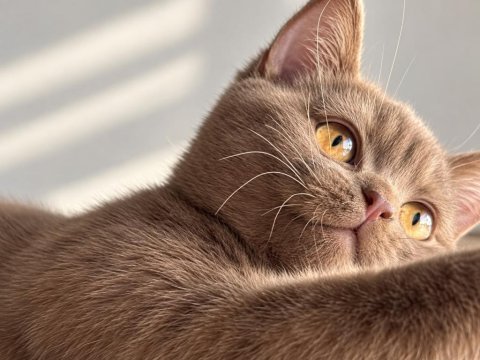 British shorthair cinnamon ve chocolate yavrular