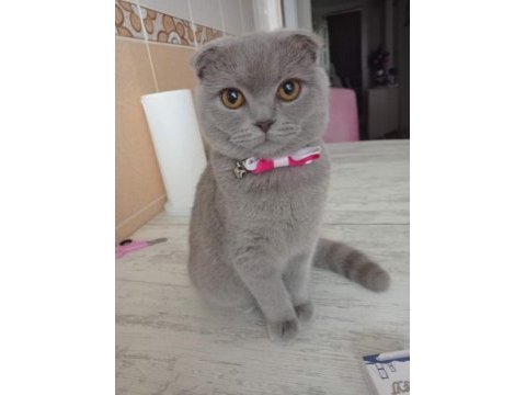 Scottish fold kedime ömürlük yuva