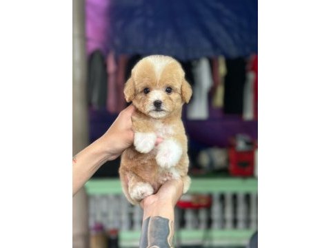 Maltipoo yavrularımız