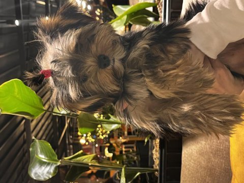 Yorkshire terrier 4-5 aylık