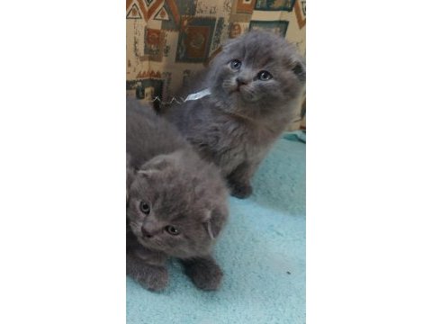 Scottish fold şekerler