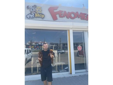Toy poodle yavrular her ile aynı gün teslim