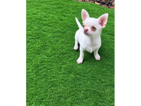 Süt beyaz mikro boy erkek yavru chihuahua