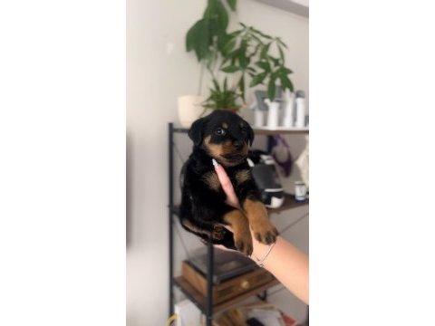 Erkek dişi rottweiler bebeklerim