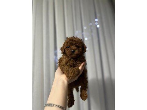 Toy poodle cinsi güzellikler