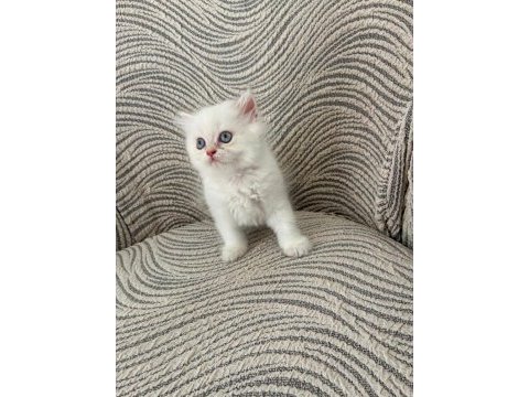 British longhair dişi yavrular