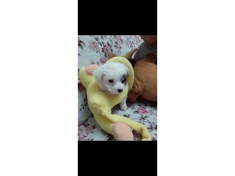 Terier malta maltese maltipoo sıfırboy