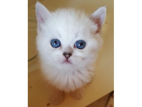 Mükemmel british shorthair bebişler