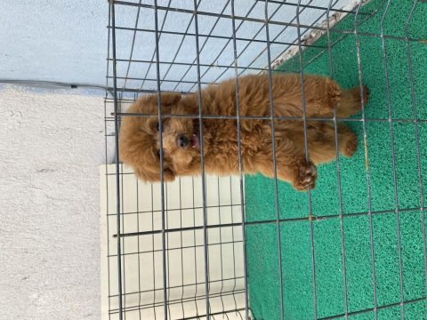 Orjinal minyatür toy poodle bebekler