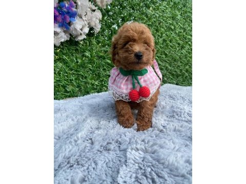 Toy poodle bebekler
