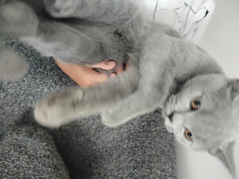 Uysal erkek british shorthair